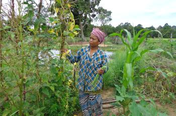 Vegetable growing around ricefield pond edge in Cambodia